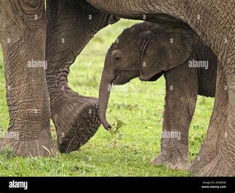 Mother Small Hiding Baby African Elephant Loxodonta Africana On