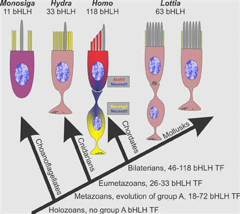 Available Data On Basic Helix Loop Helix Transcription Factors BHLH