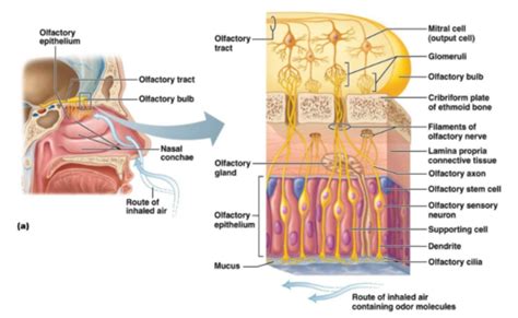 Anatomy Eggold Ch8 Special Senses Taste And Smell Flashcards Quizlet