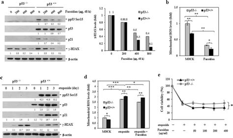 Oligo Fucoidan Prevents Il And Ccl Production And Cooperates With