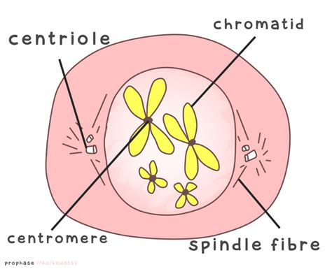 Diagram Of Prophase