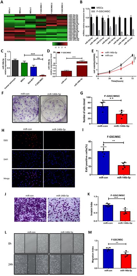 Mir B P Suppresses The Malignancy Of Gsc Msc Fusion Cells By