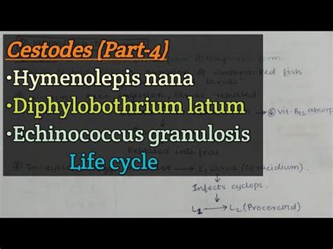 Cestodes Part Hymenolepis Nana Diphylobothrium Latum