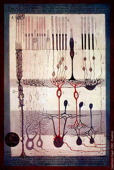 Th Orie Du Neurone D Finition Et Explications