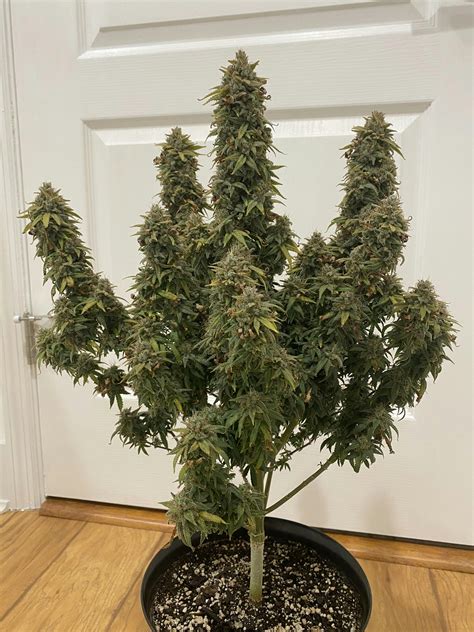 Zkittlez Weed Strain Seeds For Sale | Seed Bank