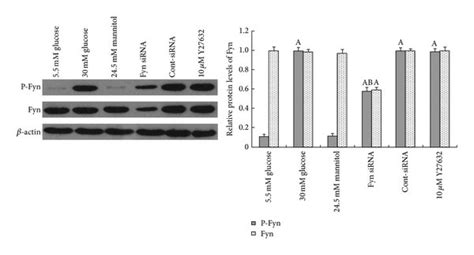 Western Blot Analysis Of Alterations To Fyn Expression And Fyn