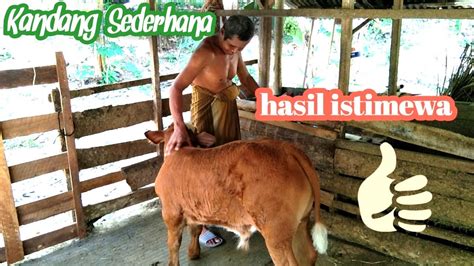 Kandang Sapi Sederhana Dengan Pedetan Super Istimewa Youtube