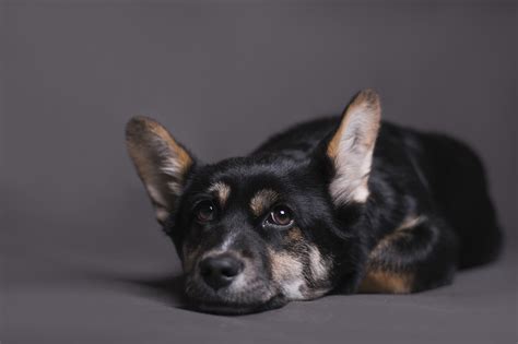 Tudo que você precisa saber para ajudar seu pet o estresse causado