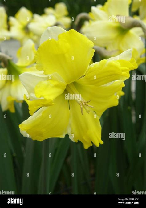 Split Cupped Narcissus Hi Res Stock Photography And Images Alamy