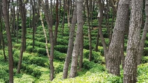 익산 웅포 국립치유의숲 12월 착공…주제는 녹차 한방 네이트 뉴스