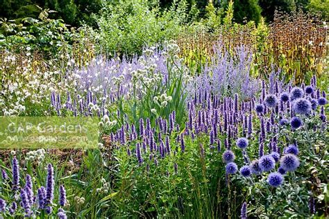 Gap Gardens Echinops Ritro Veitchs Blue Agastache Black Adder