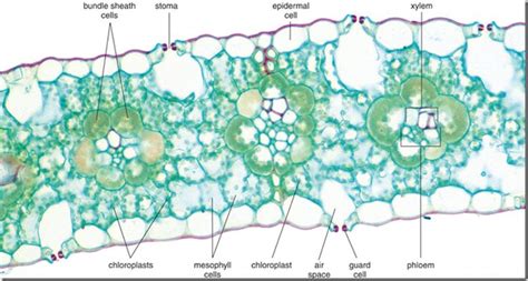 Mesophyll Chloroplast And Bundle Sheath Chloroplast Kranz Anatomy