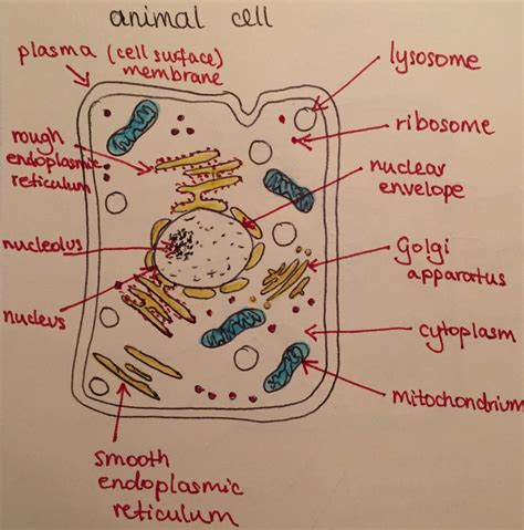 Unlabelled Plant Cell Diagram Gcse Biology Revision Cards In Gcse