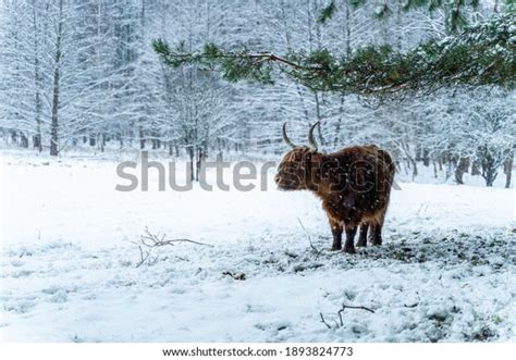 Hundred Cow Calf During Winter Royalty Free Images Stock Photos