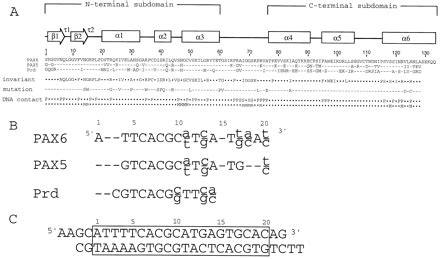 Crystal Structure Of The Human Pax6 Paired DomainDNA Complex Reveals