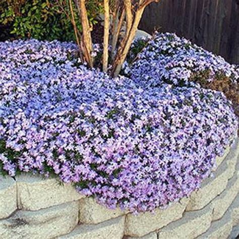 Phlox Creeping Varieties