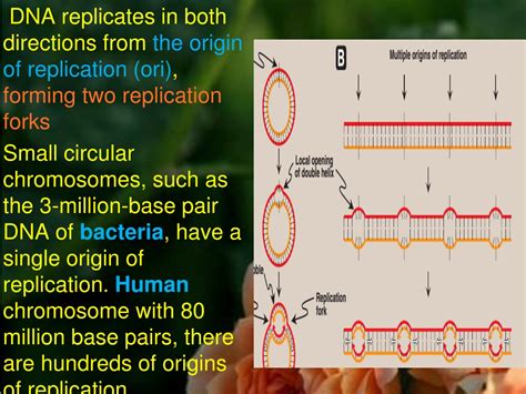 Ppt Dna Replication Powerpoint Presentation Free Download Id 1250636