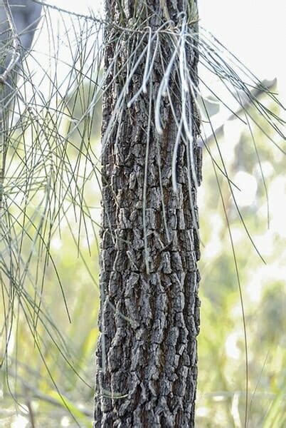 Allocasuarina Black She Oak 6 Pot Hello Hello Plants