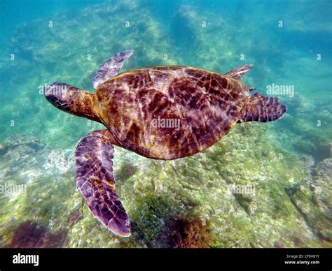 Galapagos Green Sea Turtle Swimming At Punta Espinoza Fernandina