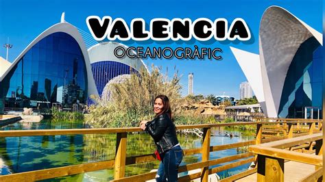 OCEANOGRÀFIC VALENCIA Dolphin Show full 2019 YouTube