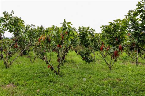 Un Negocio Justo Para Los Productores De Cacao En Ecuador Programa De Las Naciones Unidas Para