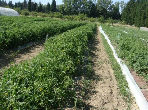 Production De Tomate En Agriculture Biologique Grab