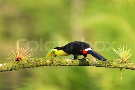 Keel Billed Toucan Ramphastos Sulfuratus Bird With Big Bill