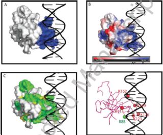 NAC Transcription Factor Proteopedia Life In 3D