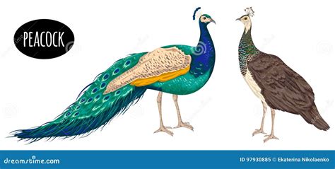 Difference Between Male And Female Peacocks