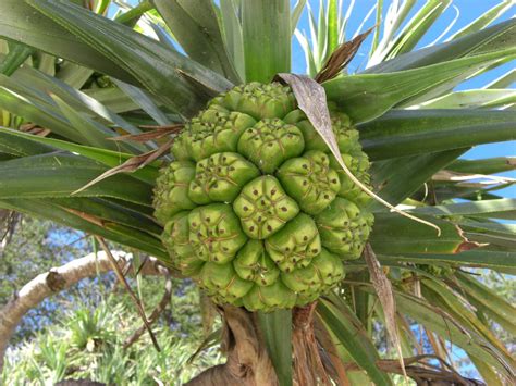 Pandanus Tectorius Pandan Screw Pine North Carolina Extension