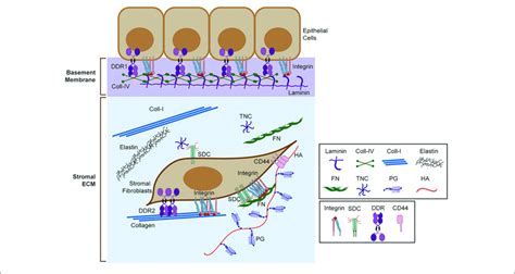 Extracellular Matrix Ecm And Ecm Receptors Schematic Download