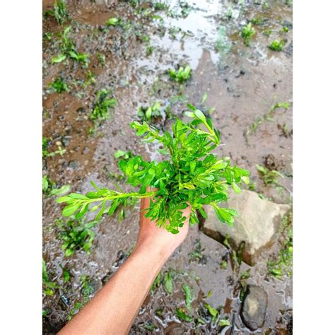 Jual Tanaman Aquascape Bacopa Monnieri Shopee Indonesia