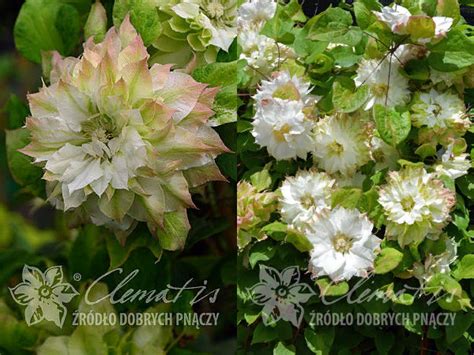 Купите Клематис Sen-no-kaze (Сен-но-Казе) из питомника Долина роз с ...