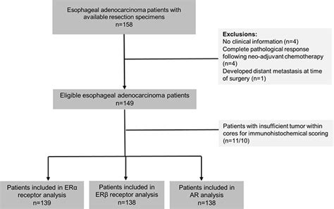 Sex Hormone Receptor Expression And Survival In Esophageal Adenocarcinoma A Prospective Cohort