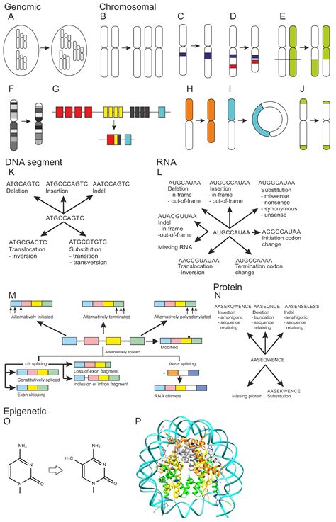 Genes Free Full Text Individual Genetic Heterogeneity