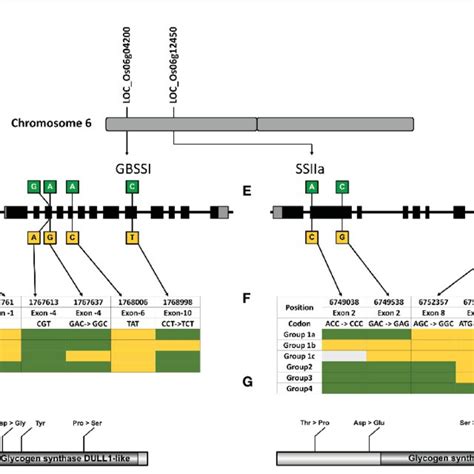 Haplo Pheno Analysis Of Granule Bound Starch Synthase I And Starch Download Scientific Diagram