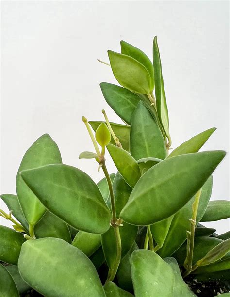 Hoya Sp Aff Burtoniae Rare Hoya Burtoniae Pistils Nursery Plant