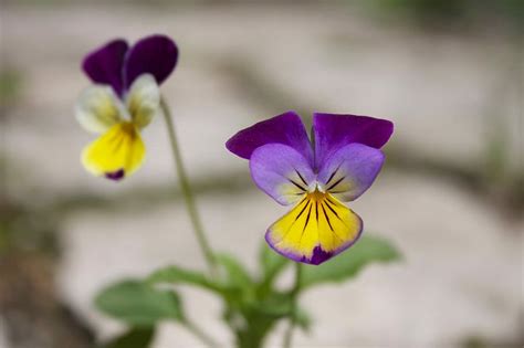 Lizenzfreie Violablume Fotos Piqsels