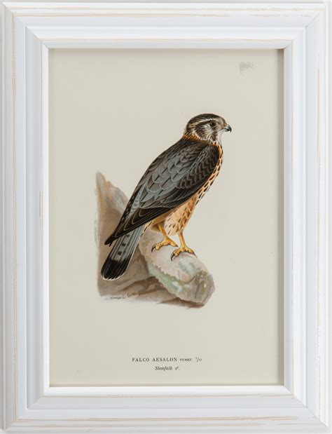 LITHOGRAPHIC PRINTS (6), from M och W von Wrights "Svenska fåglar", A