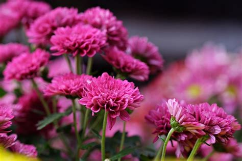 Chrysanten Roze Gratis Foto Op Pixabay Pixabay