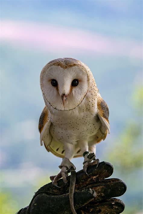 Barn Owl Photos, Download The BEST Free Barn Owl Stock Photos & HD Images