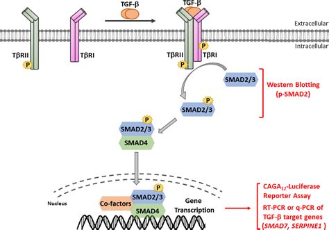 Studying Tgf β Signaling And Tgf β Induced Epithelial To Mesenchymal