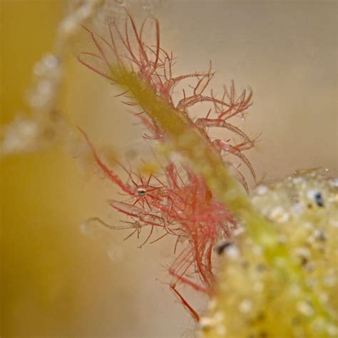 Algae shrimp - Critter Republic Dive Center