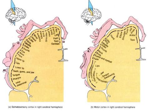 Homunculus Neck Problems Sinusitis Sinus Infection