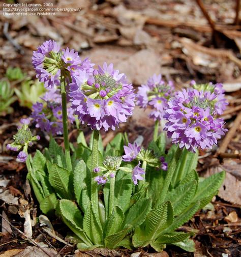 Plantfiles Pictures Primula Species Drumstick Primrose Himalayan