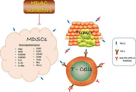 Frontiers Regulating Histone Deacetylase Signaling Pathways Of