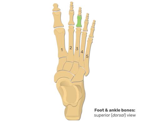 Metatarsal Bones And Foot Phalanges Anatomy And Diagram GetBodySmart