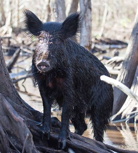 Agri View: Wild Hog Eradication Efforts