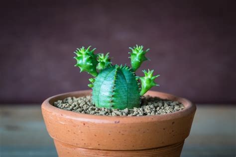 Premium Photo Cactus In Clay Pots Euphorbia Obesa