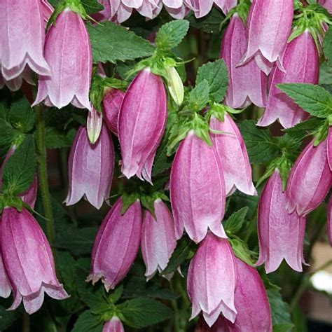 Колокольчик точечный «Cherry Bells» - Campanula punctata «Cherry Bells»